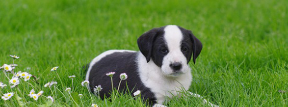 Hundeforsikring til din hvalp - Billig hundeforsikring