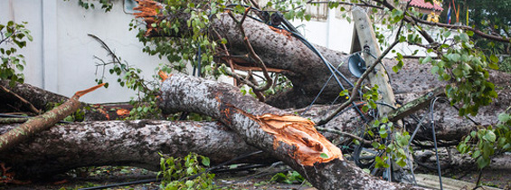 7 gode stormråd - Sådan undgår du stormskader