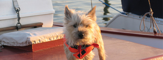 Sikker sejlads med hunden - Billig hundeforsikring